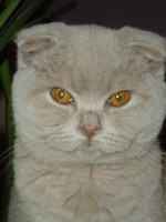 British Shorthair et Longhair - CH. Galloway de la tour romane