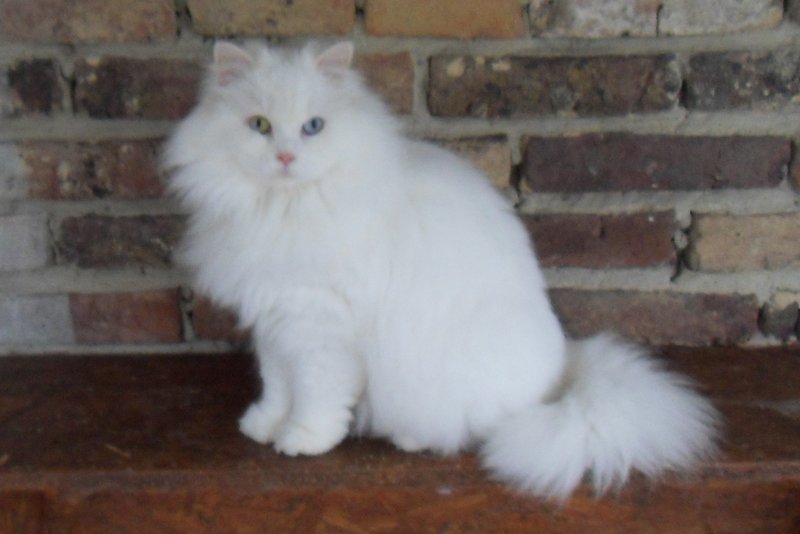 British Shorthair et Longhair - Farandole solal des as