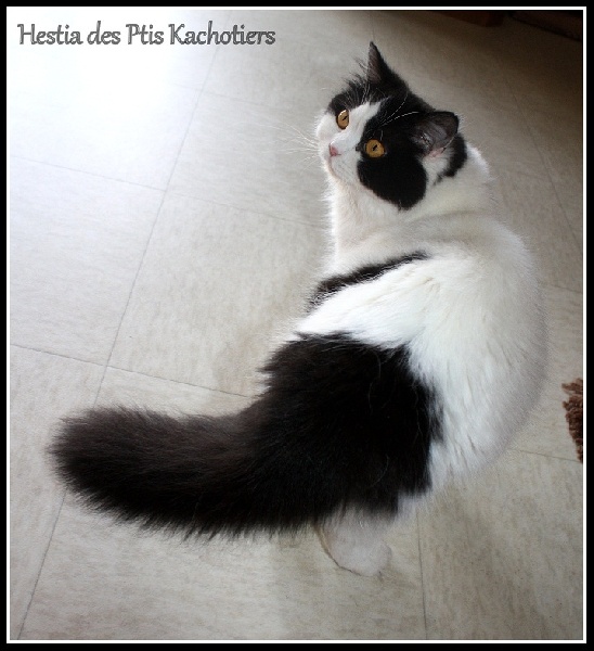 British Shorthair et Longhair - Hestia Des Ptis Kachotiers