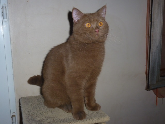 British Shorthair et Longhair - CH. Yason argonaut of kotoffski