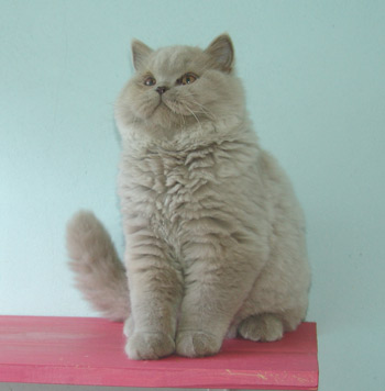 British Shorthair et Longhair - Ego de peyrat