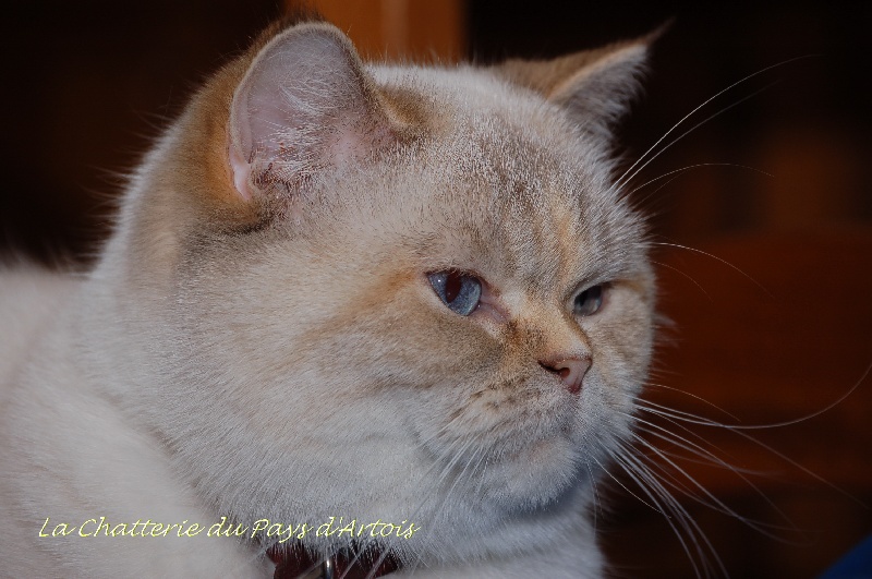 British Shorthair et Longhair - Baya du harem de shivas