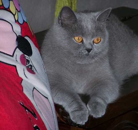 British Shorthair et Longhair - Bora bora du chat Bleuté