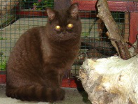 British Shorthair et Longhair - Timo ramek van altere