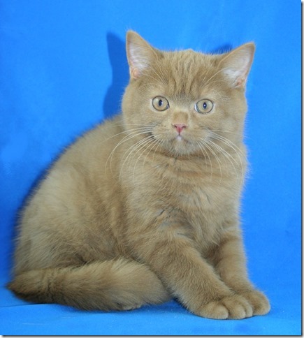 British Shorthair et Longhair - Icare du Clos des A.V.N