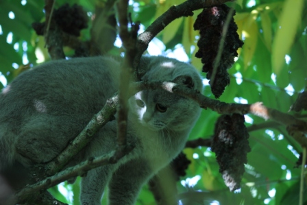 British Shorthair et Longhair - Imaya de L 'univers Des Sphynx