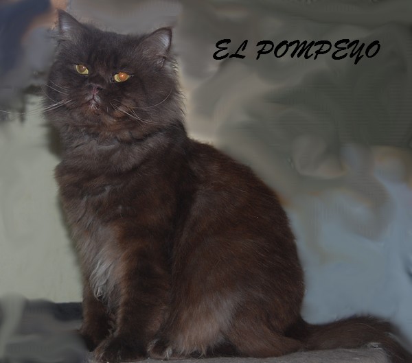 British Shorthair et Longhair - El pompeyo d'Eyota