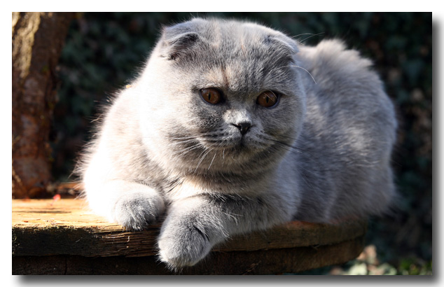 Les British Shorthair et Longhair de l'affixe Des Bluebellcats