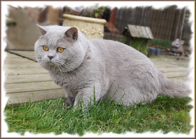 British Shorthair et Longhair - Dexter highland legend's