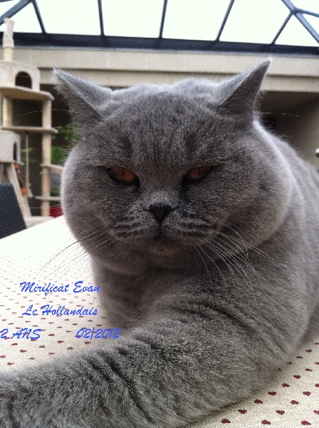 British Shorthair et Longhair - uldwyna's eljin Evan