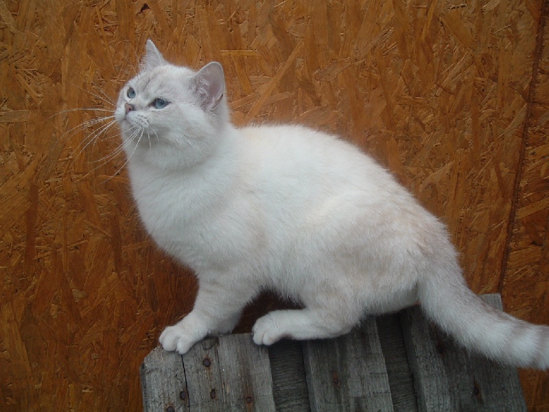 British Shorthair et Longhair - Cachou de la mare aux anges