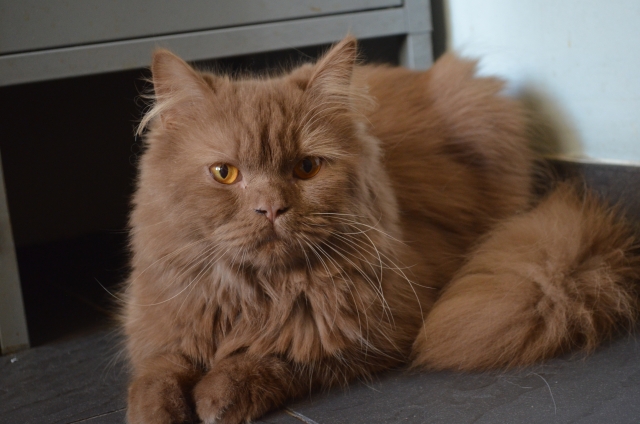 British Shorthair et Longhair - Invictus de l'Ambre Marine