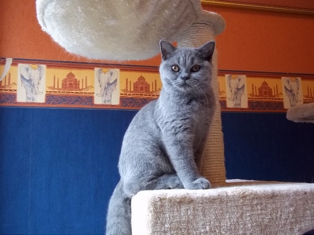 British Shorthair et Longhair - Flute du Preux Seingalt