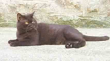 British Shorthair et Longhair - CH. Nosferatu du castab