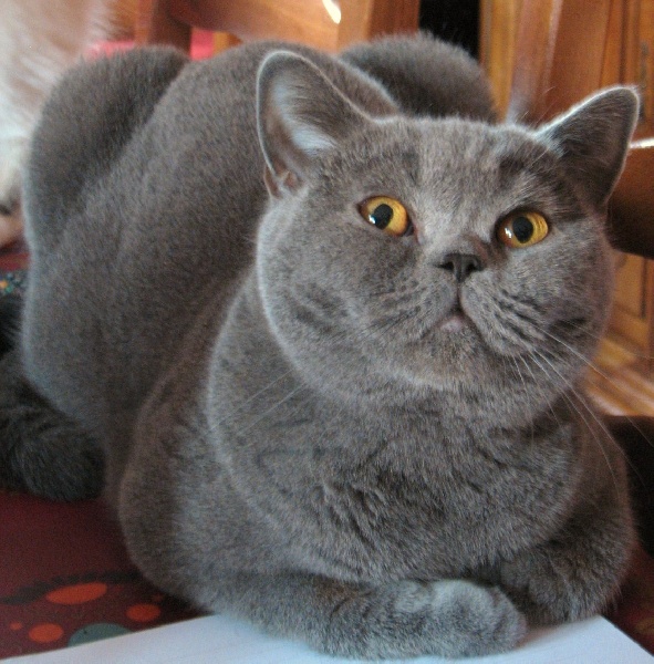 British Shorthair et Longhair - Cléo de la Fleur de Sel