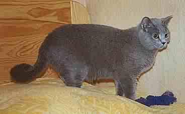 British Shorthair et Longhair - Nordine des Griseldas