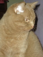 Les British Shorthair et Longhair de l'affixe D'arcosu