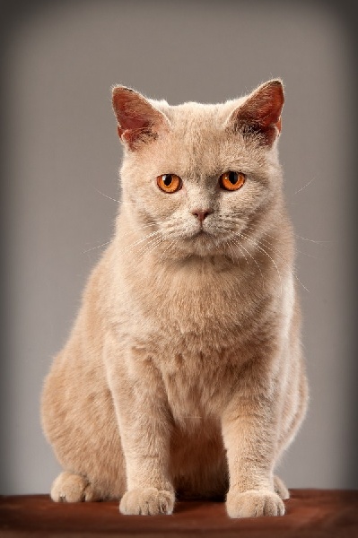 Les British Shorthair et Longhair de l'affixe de L 'univers Des Sphynx