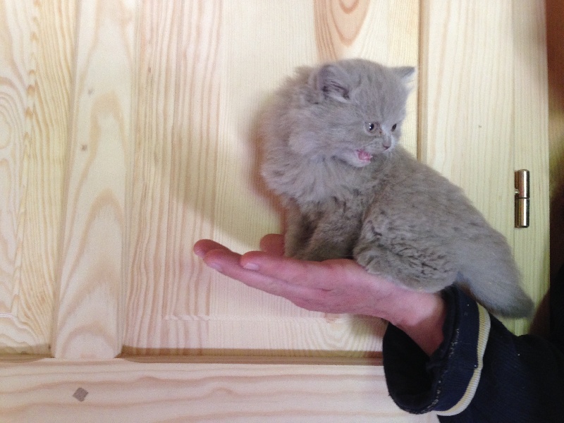 British Shorthair et Longhair - Jesper Du Moulin Terrasse