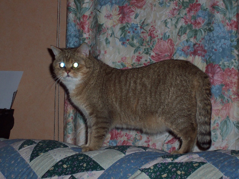 British Shorthair et Longhair - Vivaldi du bois de gaumont