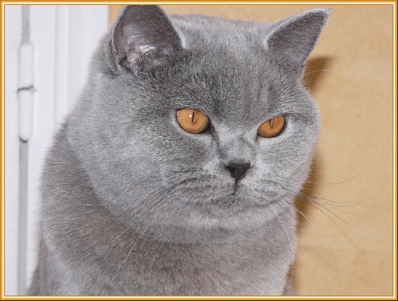 British Shorthair et Longhair - Evidence du bois de romence