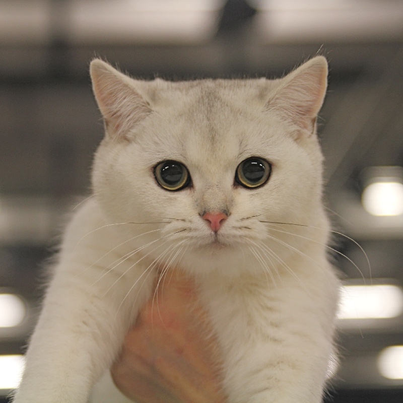 British Shorthair et Longhair - Taisya anirette