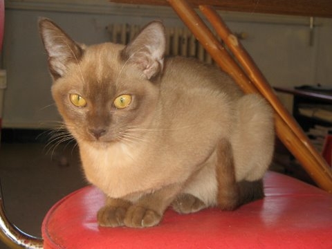 Burmese anglais (Burmilla...) - cat'y mini jungle's Duffy