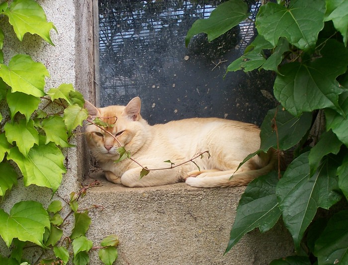 Burmese anglais (Burmilla...) - cat'y mini jungle's diablo