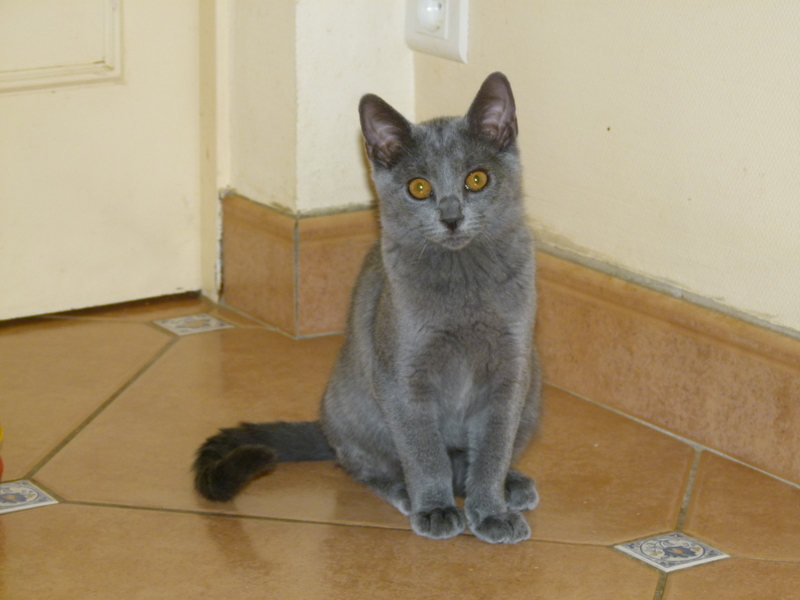 Chartreux - Joyce des bleus de Jade