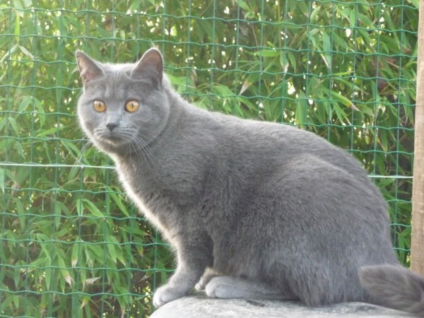 Chartreux - Félicia de la gorbynière