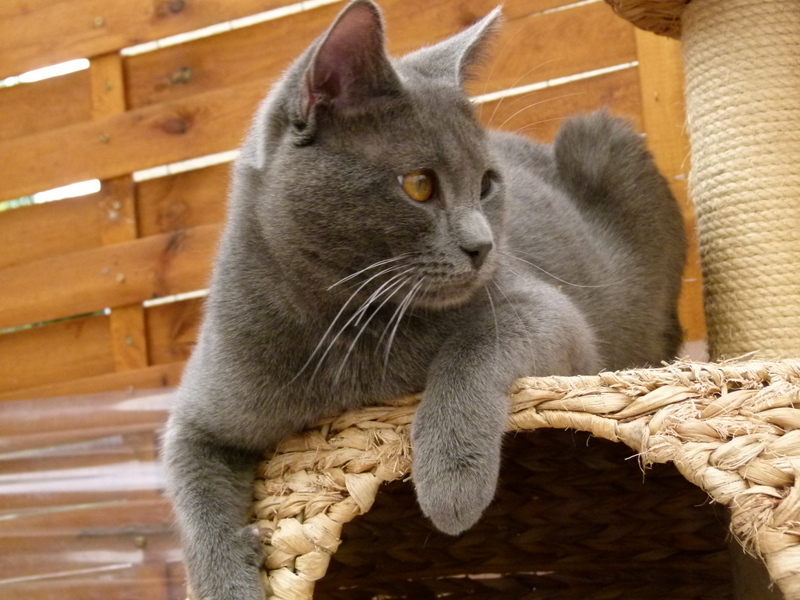 Chartreux - CH. Frodon Des Chats Pichapo