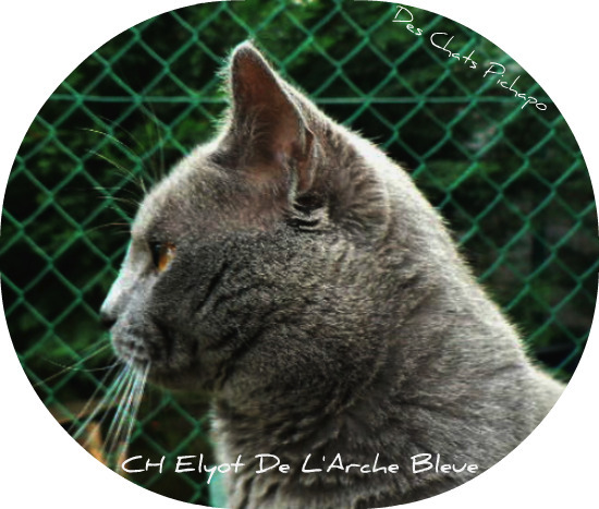 Chartreux - CH.  INT CH   Elyot de l'arche bleue