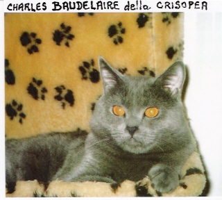 Chartreux - CH. Charles baudelaire (i. ch.e;31.12.1999) della crisopea