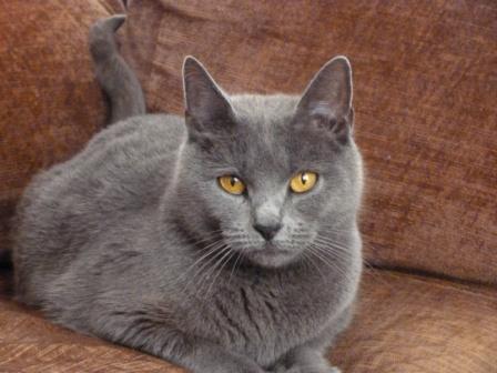 Chartreux - CH. Cocaîne de la fontaine des iris