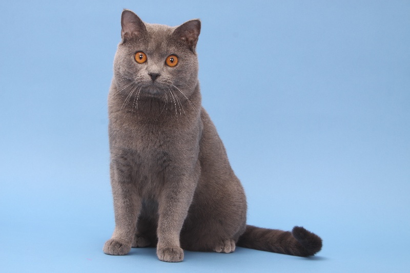 Chartreux - CH. Dakota des Bords de L'Yerres