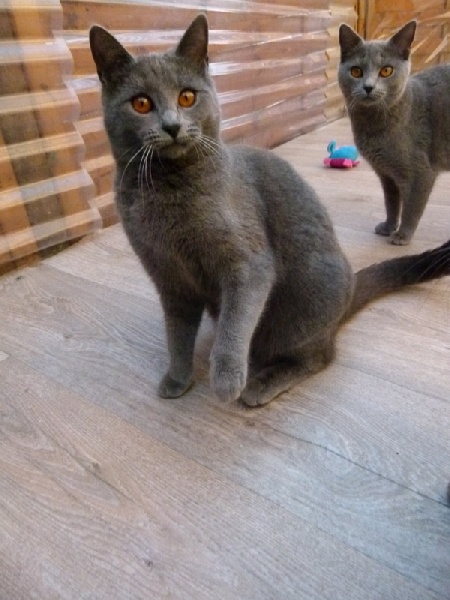 Chartreux - ch.Guess des bleus de Jade