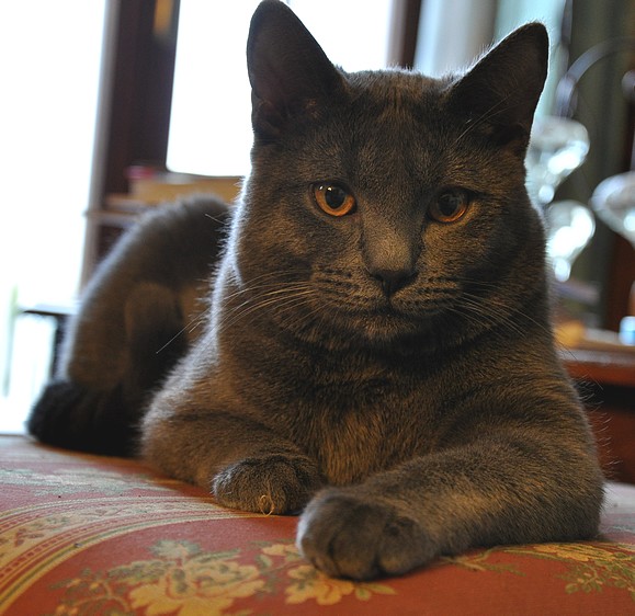 Chartreux - CH. blue melody KOUMY