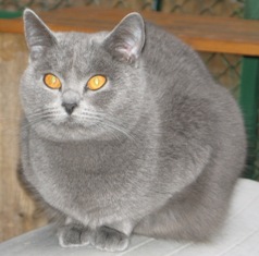 Chartreux - de Barbeiranne Deesse