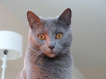 Chartreux - Grace des bleus de Jade