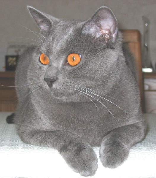 Chartreux - CH. Furby des bleus de Jade