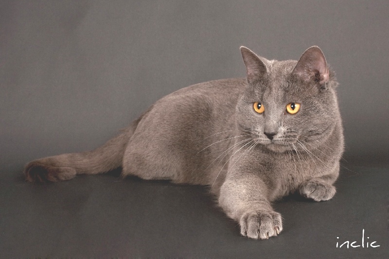 Chartreux - CH. Dionysos de la fontaine des iris