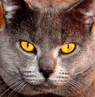 Chartreux - CH. Nietsche my french kiss