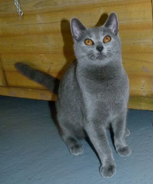 Chartreux - CH int.ISATIS des bleus de Jade