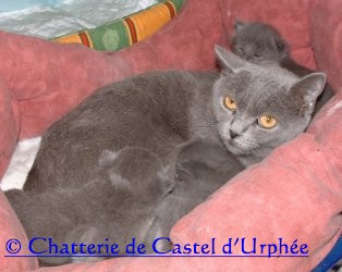Les Chartreux de l'affixe Castel d'Urphée