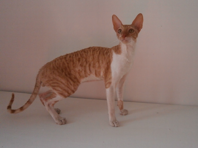 Cornish Rex - Imhotep des Petits Velours