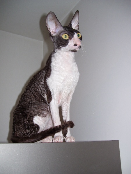 Cornish Rex - Baby doll du val de bionne