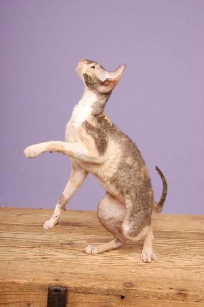 Cornish Rex - CH. isafold Era