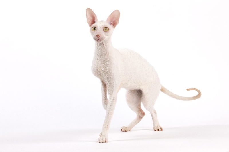 Cornish Rex - Flocon d'or des Petits Velours