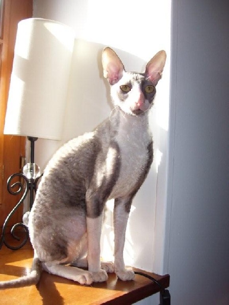 Cornish Rex - CH. cookie's story Clyde