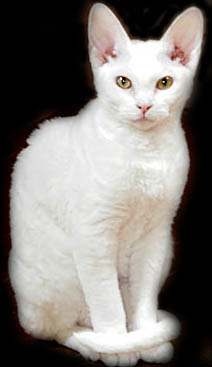 Devon Rex - Kome sono bella gattissimo